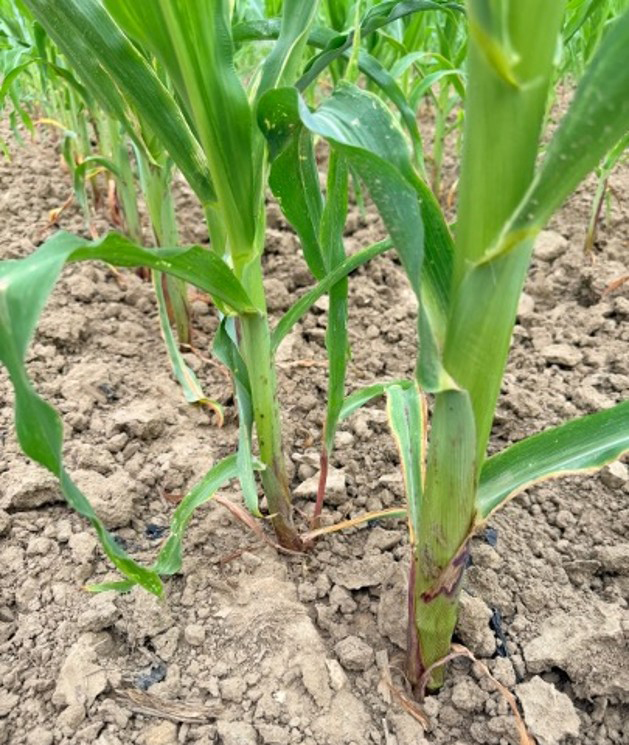 Purpling, necrosis and marginal yellowing of older leaves observed on sweet corn under moisture deficit. 